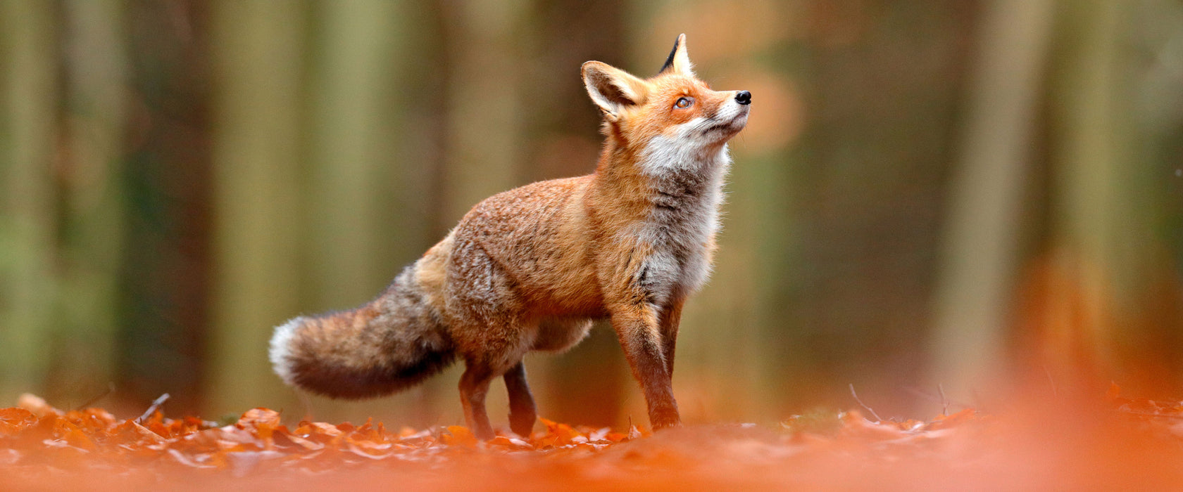 Neugieriger Fuchs im Herbstwald, Glasbild Panorama