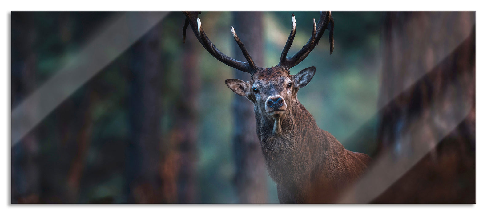 Pixxprint Hirsch im Wald schaut neugierig in die Kamera, Glasbild Panorama