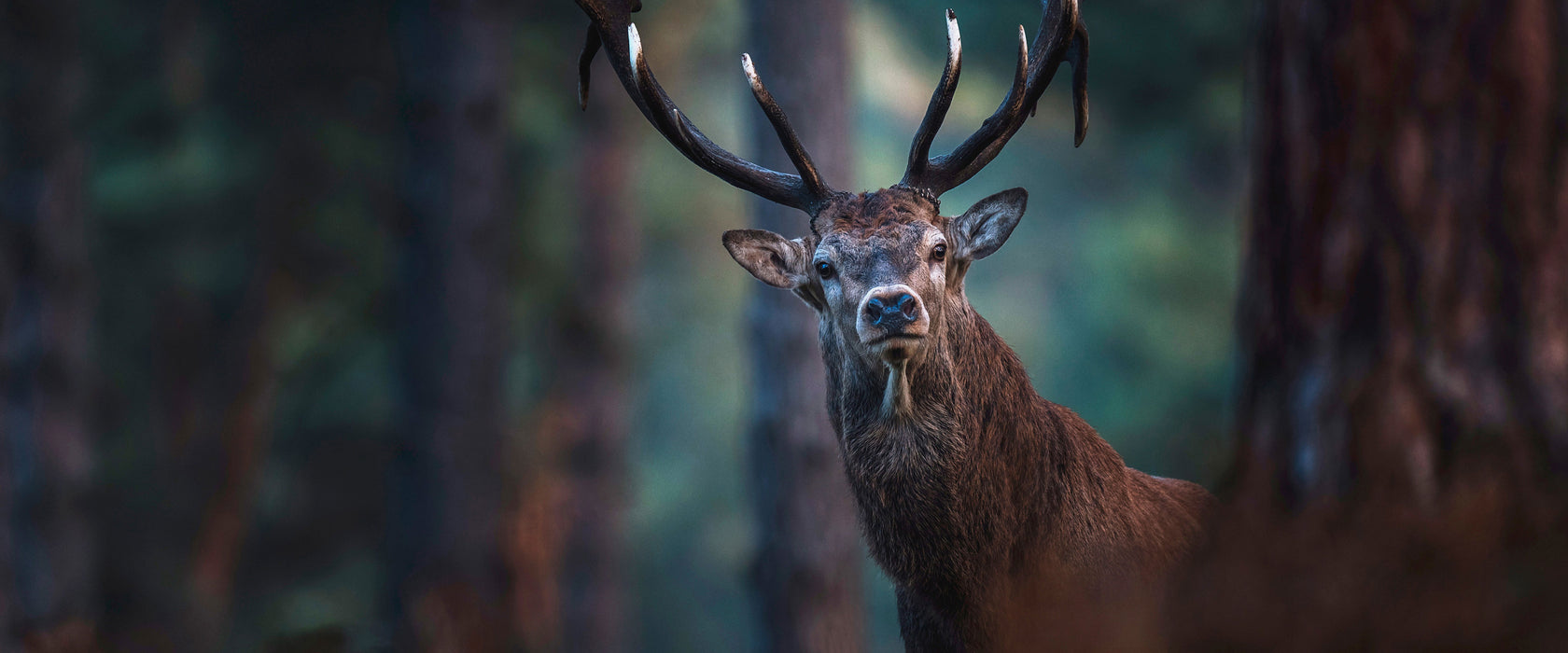 Hirsch im Wald schaut neugierig in die Kamera, Glasbild Panorama