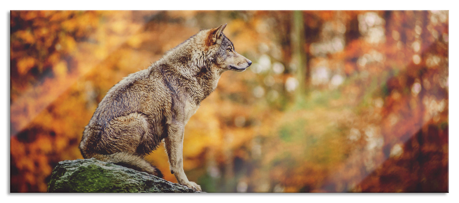 Pixxprint Wolf sitzt auf einem Stein im Herbstwald, Glasbild Panorama