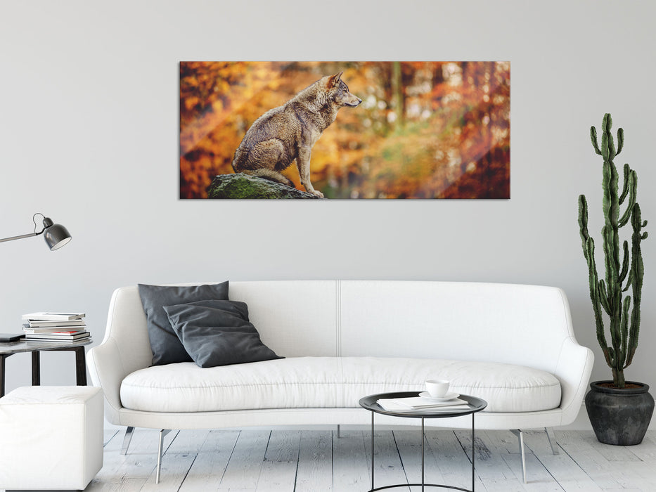 Wolf sitzt auf einem Stein im Herbstwald, Glasbild Panorama