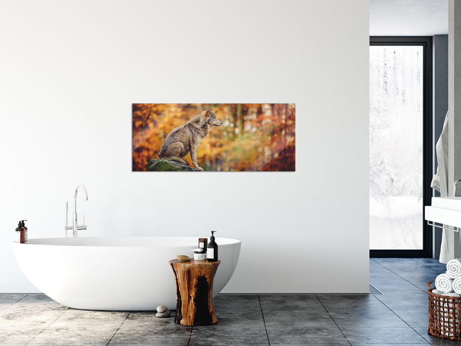 Wolf sitzt auf einem Stein im Herbstwald, Glasbild Panorama