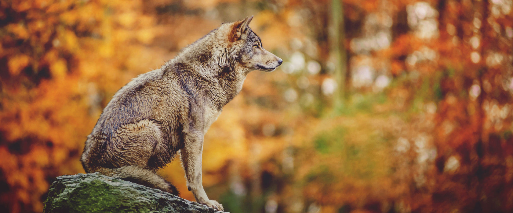 Wolf sitzt auf einem Stein im Herbstwald, Glasbild Panorama