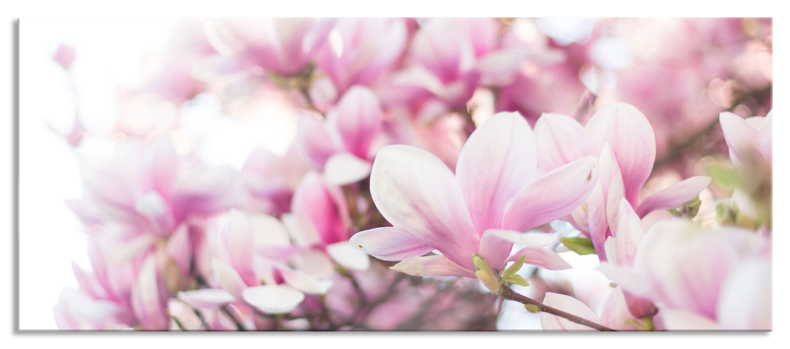 Pixxprint Nahaufnahme blühender Magnolienbaum, Glasbild Panorama