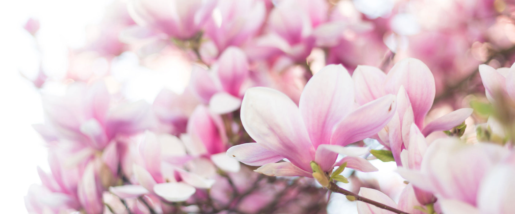 Nahaufnahme blühender Magnolienbaum, Glasbild Panorama