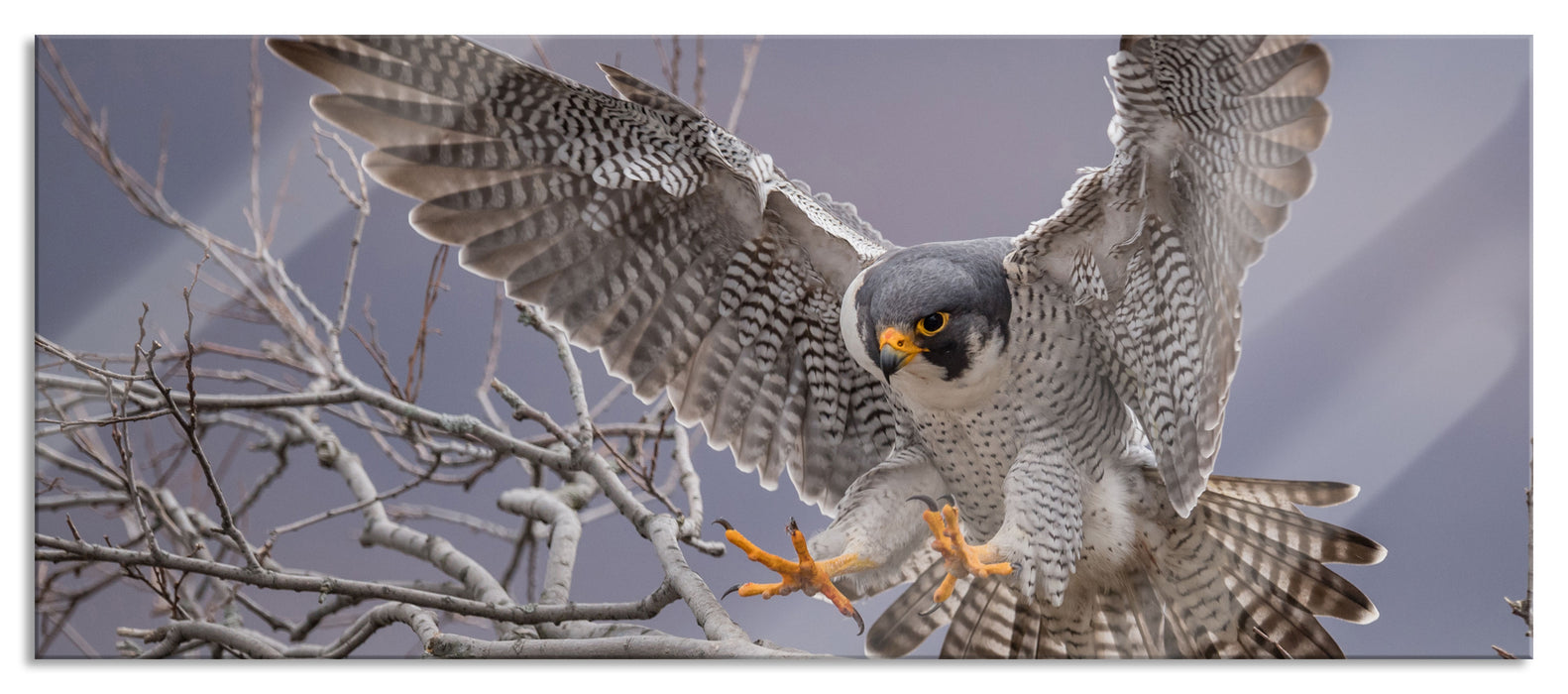 Pixxprint Falke landet auf kahlem Ast, Glasbild Panorama