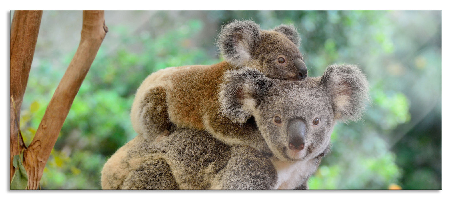 Pixxprint Koala Mutter mit Kind auf dem Rücken, Glasbild Panorama