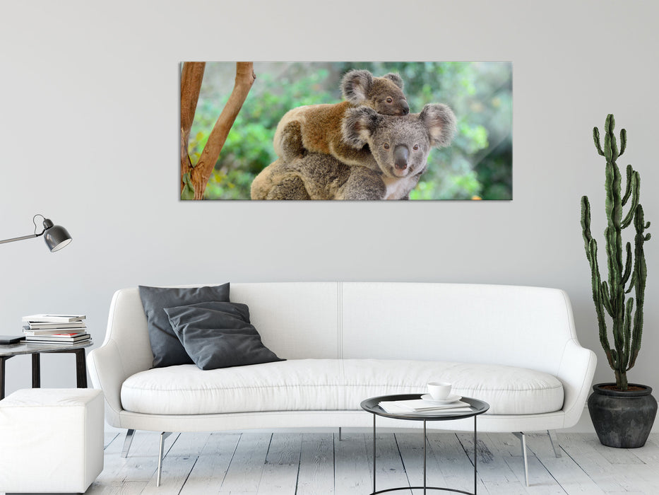 Koala Mutter mit Kind auf dem Rücken, Glasbild Panorama