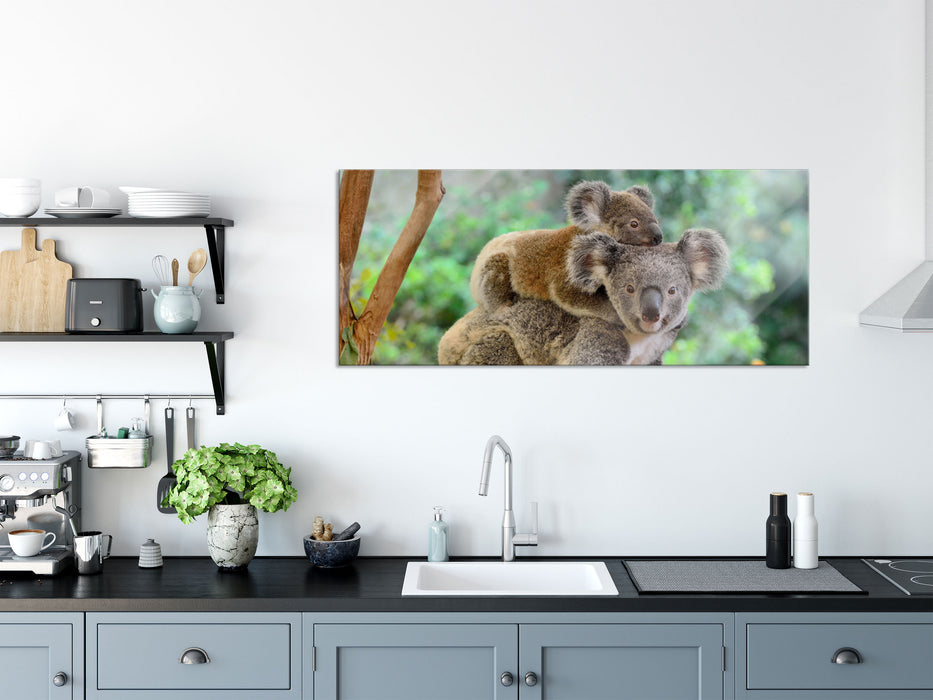 Koala Mutter mit Kind auf dem Rücken, Glasbild Panorama