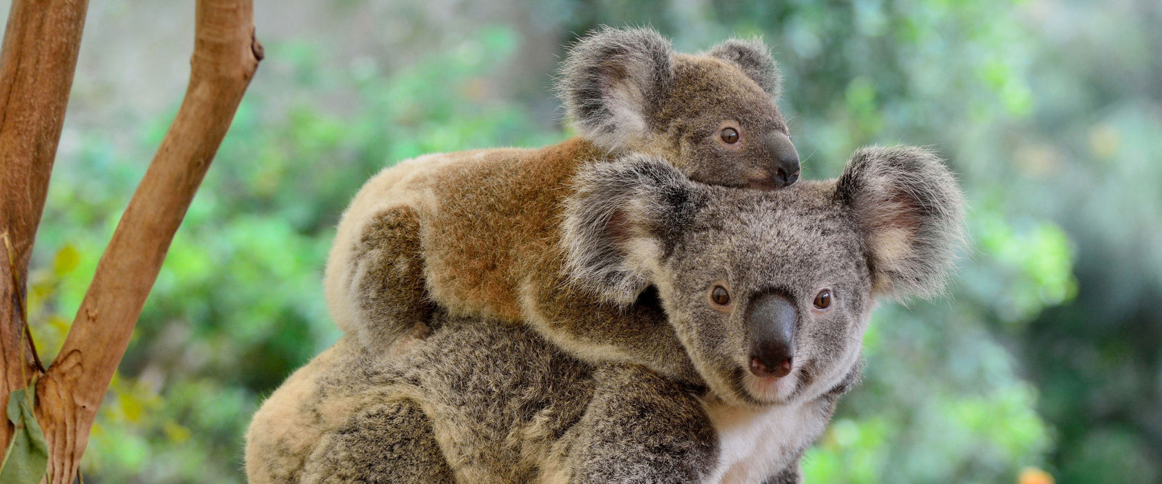 Koala Mutter mit Kind auf dem Rücken, Glasbild Panorama