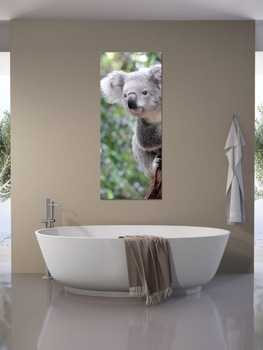 Neugieriger Koala an Baumstamm, Glasbild Panorama