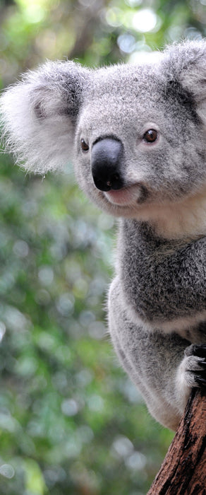 Neugieriger Koala an Baumstamm, Glasbild Panorama