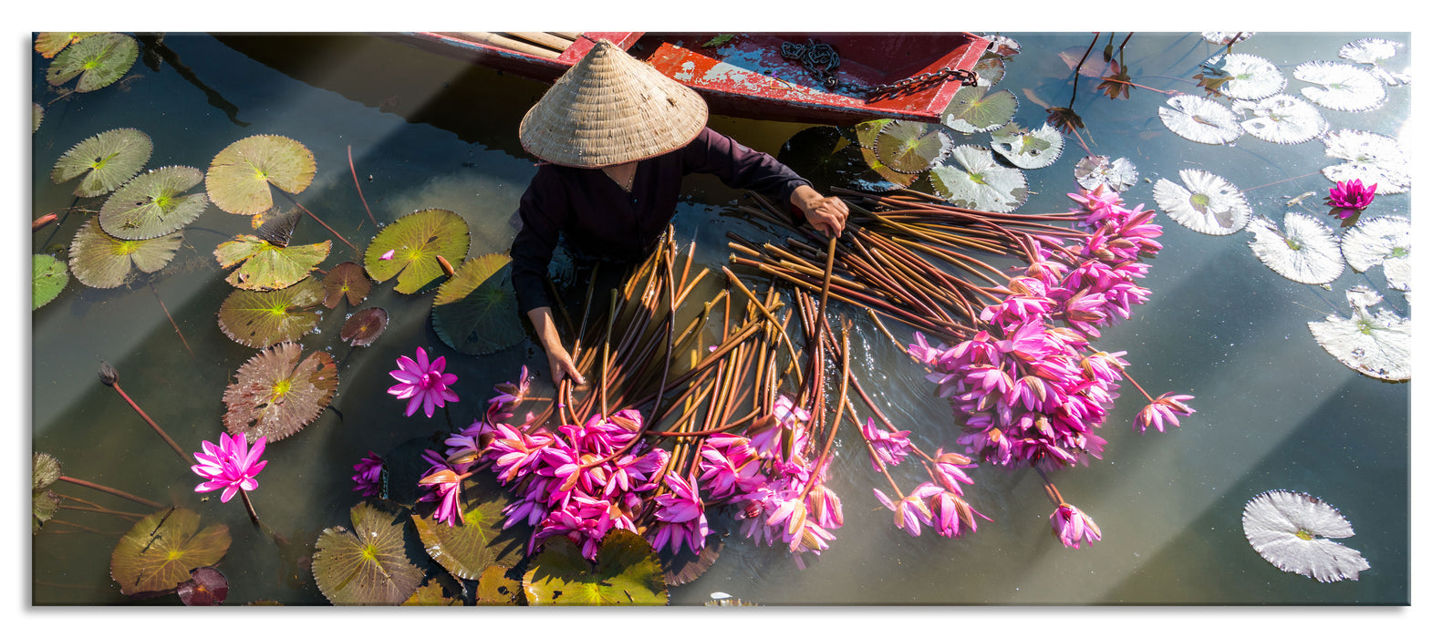 Pixxprint Wasserlilienernte mit Boot in Vietnam, Glasbild Panorama