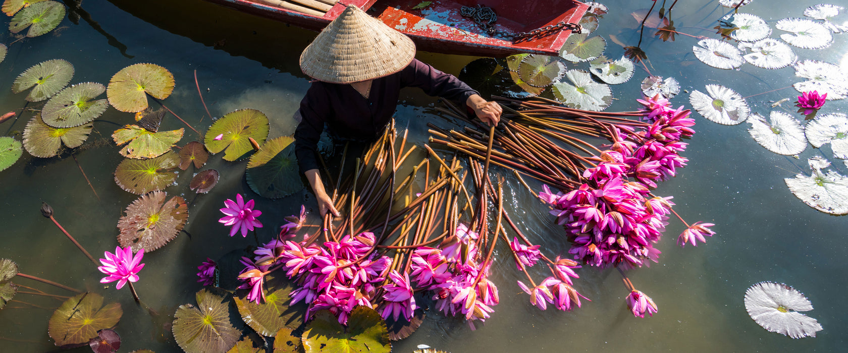 Wasserlilienernte mit Boot in Vietnam, Glasbild Panorama