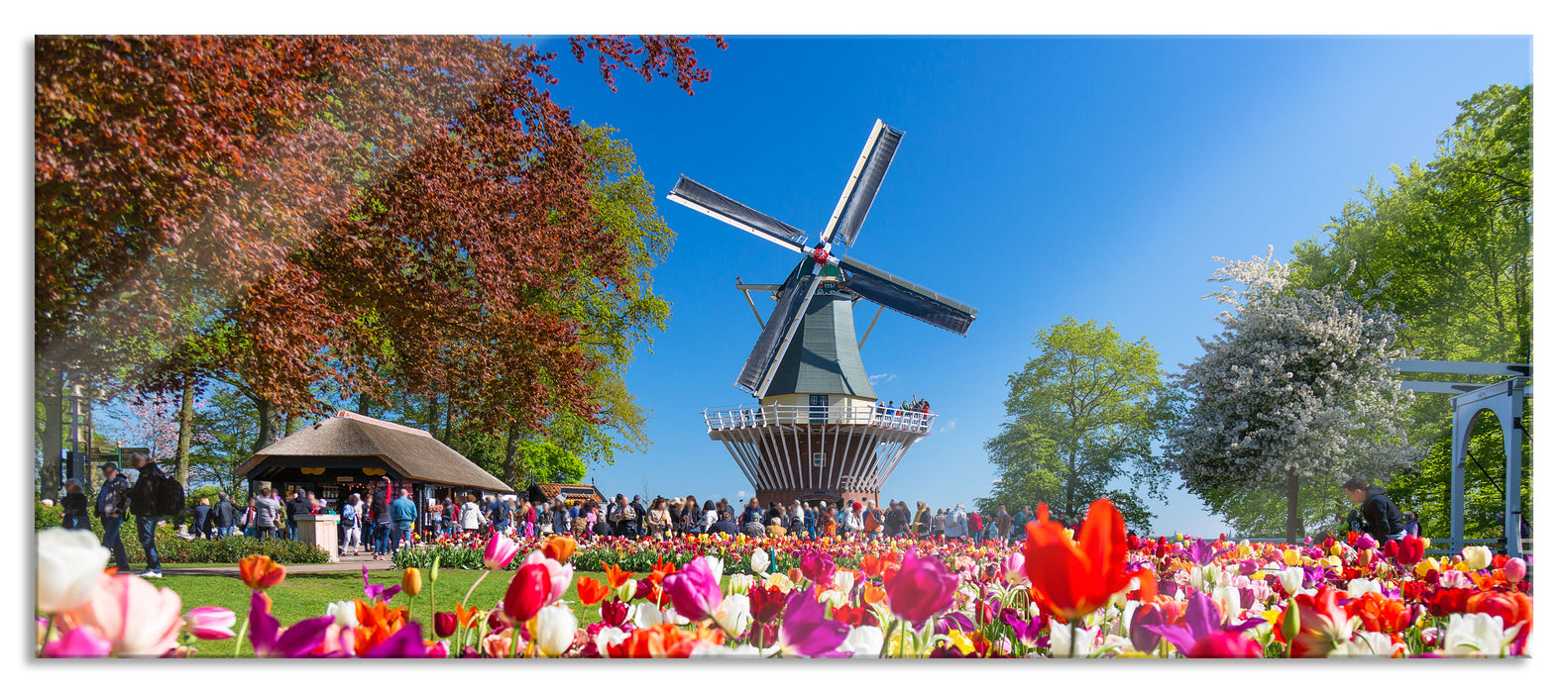 Pixxprint Holländisches Tulpenmeer vor Windmühle, Glasbild Panorama