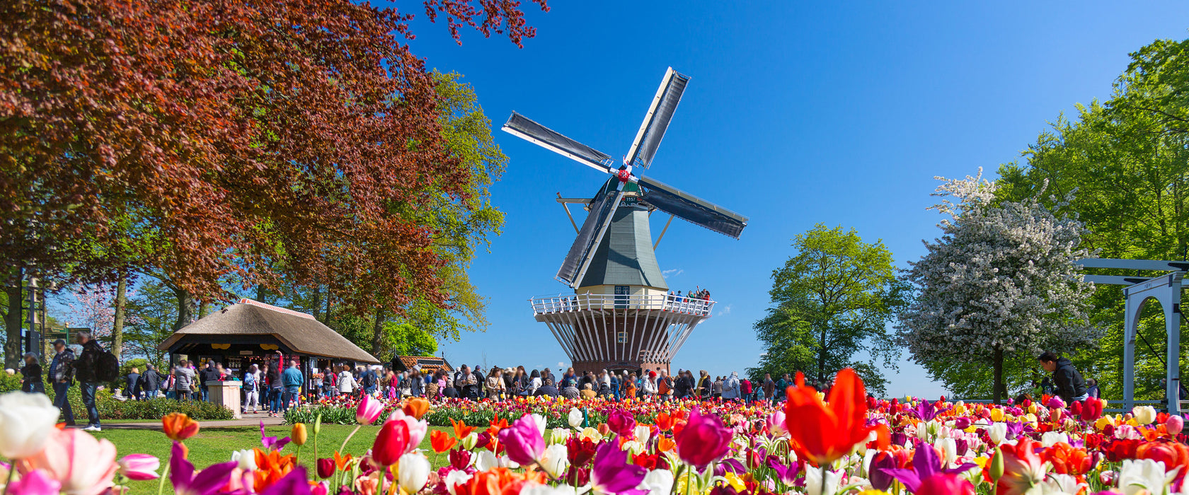 Holländisches Tulpenmeer vor Windmühle, Glasbild Panorama