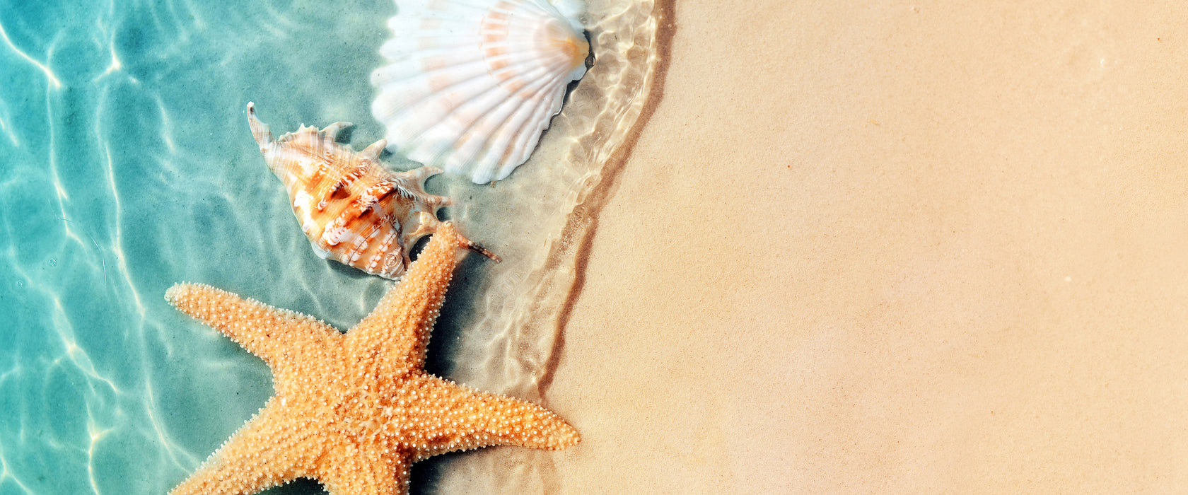 Seestern und Muscheln am Strand, Glasbild Panorama