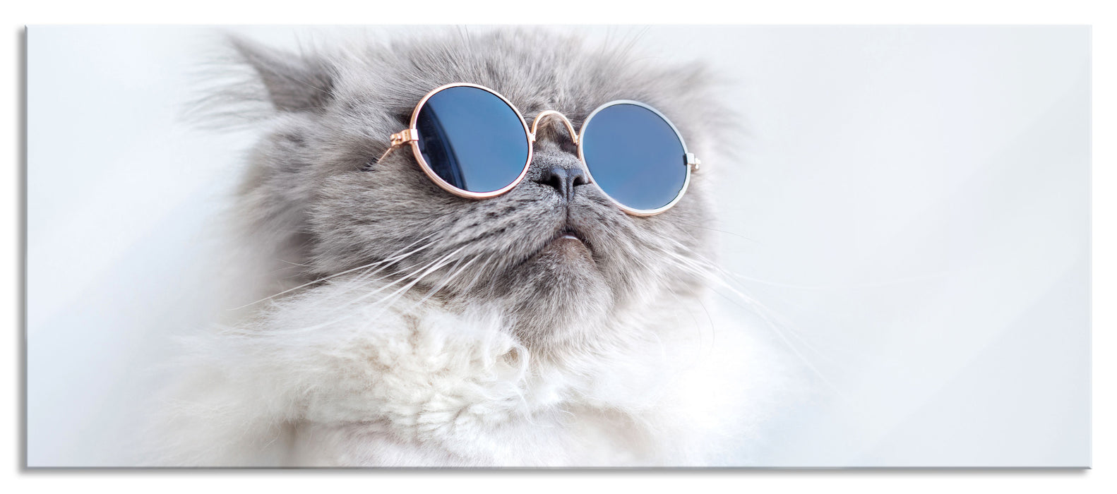 Pixxprint Coole Katze mit runder Sonnenbrille, Glasbild Panorama