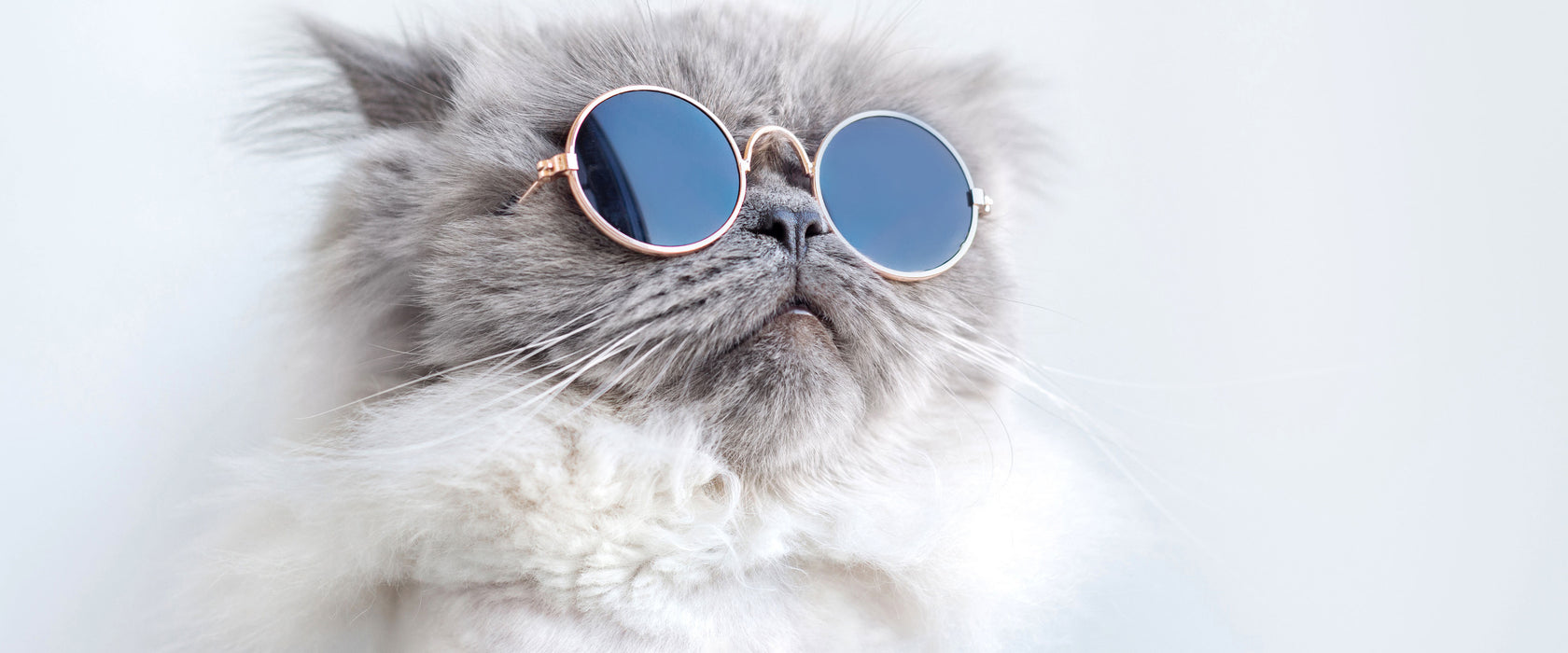 Coole Katze mit runder Sonnenbrille, Glasbild Panorama