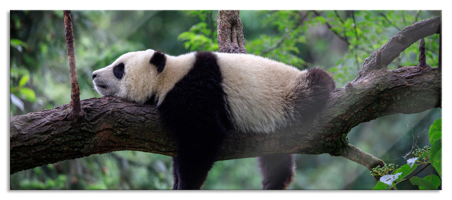 Pixxprint Schlafender Panda auf Baumstamm, Glasbild Panorama