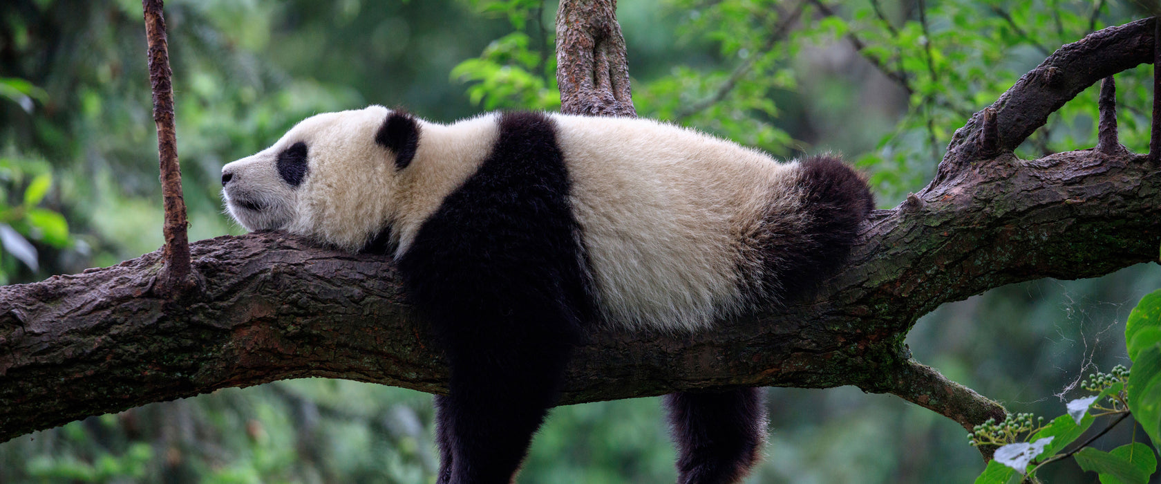 Schlafender Panda auf Baumstamm, Glasbild Panorama