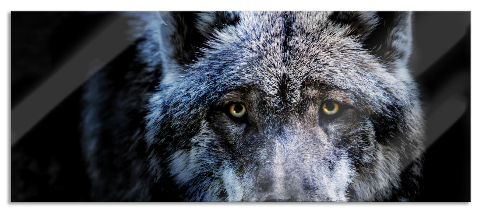 Pixxprint Nahaufnahme Wolf mit gelben Augen, Glasbild Panorama