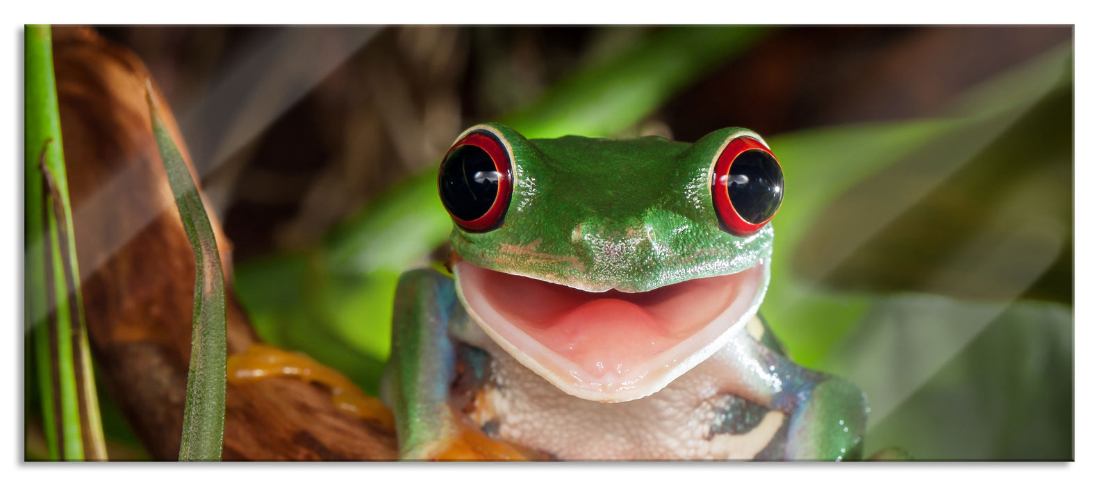 Pixxprint Lachender Frosch mit roten Augen auf Ast, Glasbild Panorama