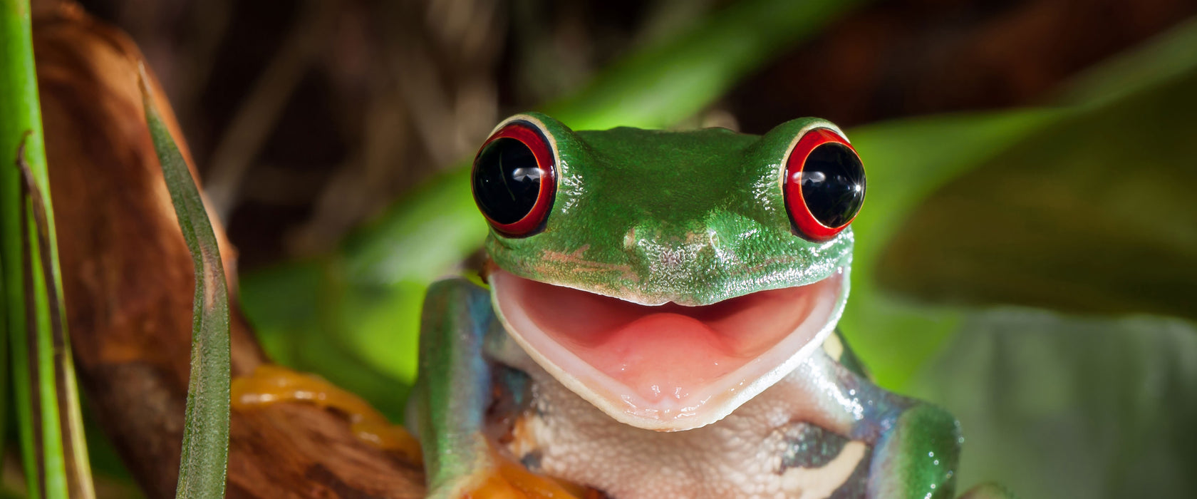 Lachender Frosch mit roten Augen auf Ast, Glasbild Panorama