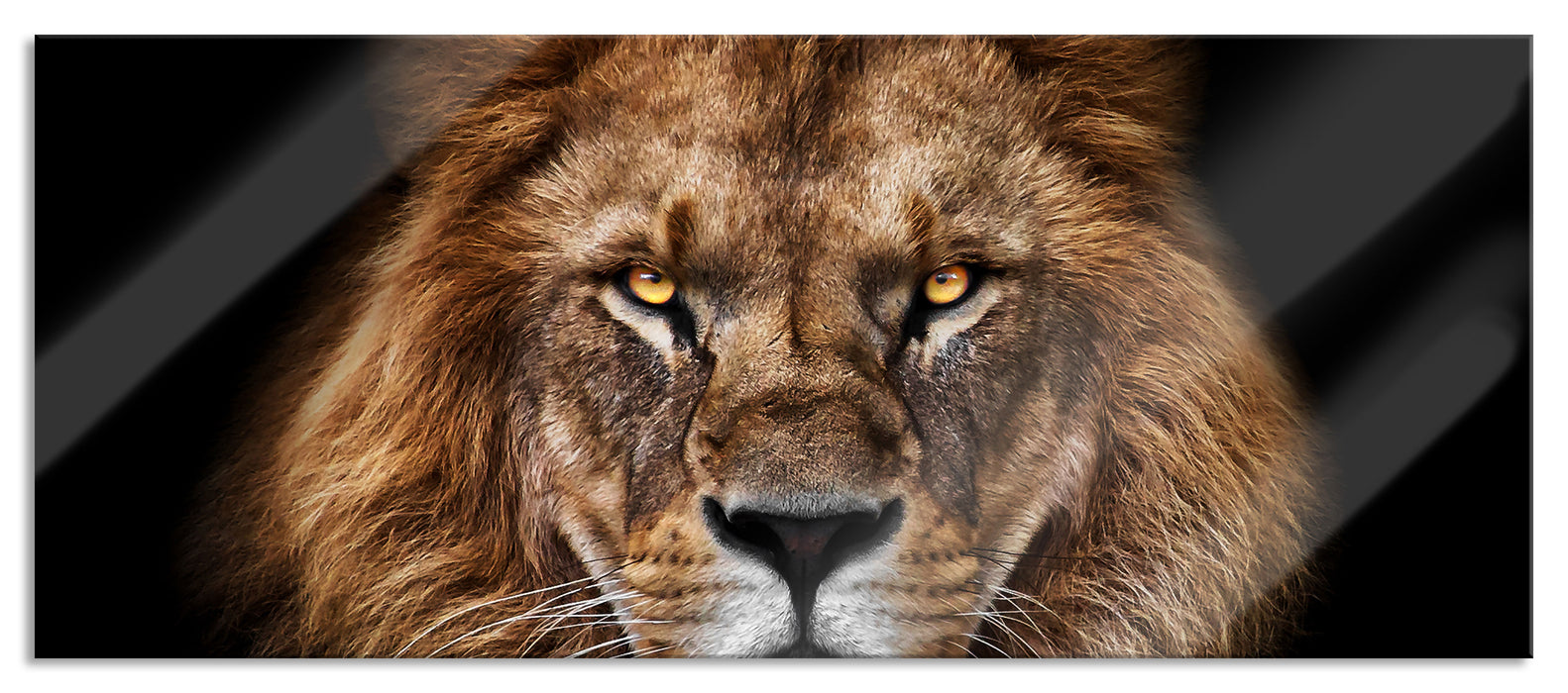 Pixxprint Mächtiger Löwe mit gelben Augen, Glasbild Panorama