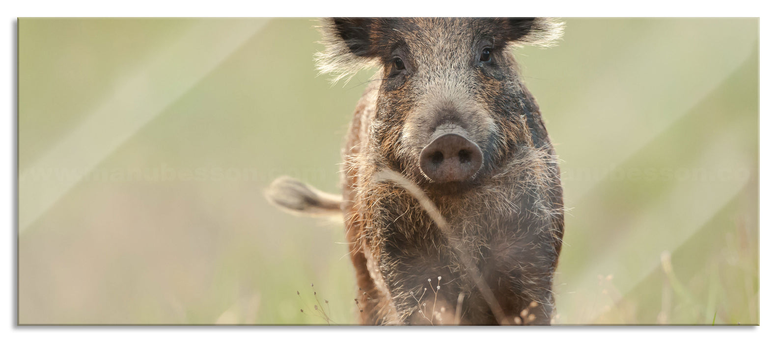 Pixxprint Neugieriges Wildschwein auf einem Feld, Glasbild Panorama