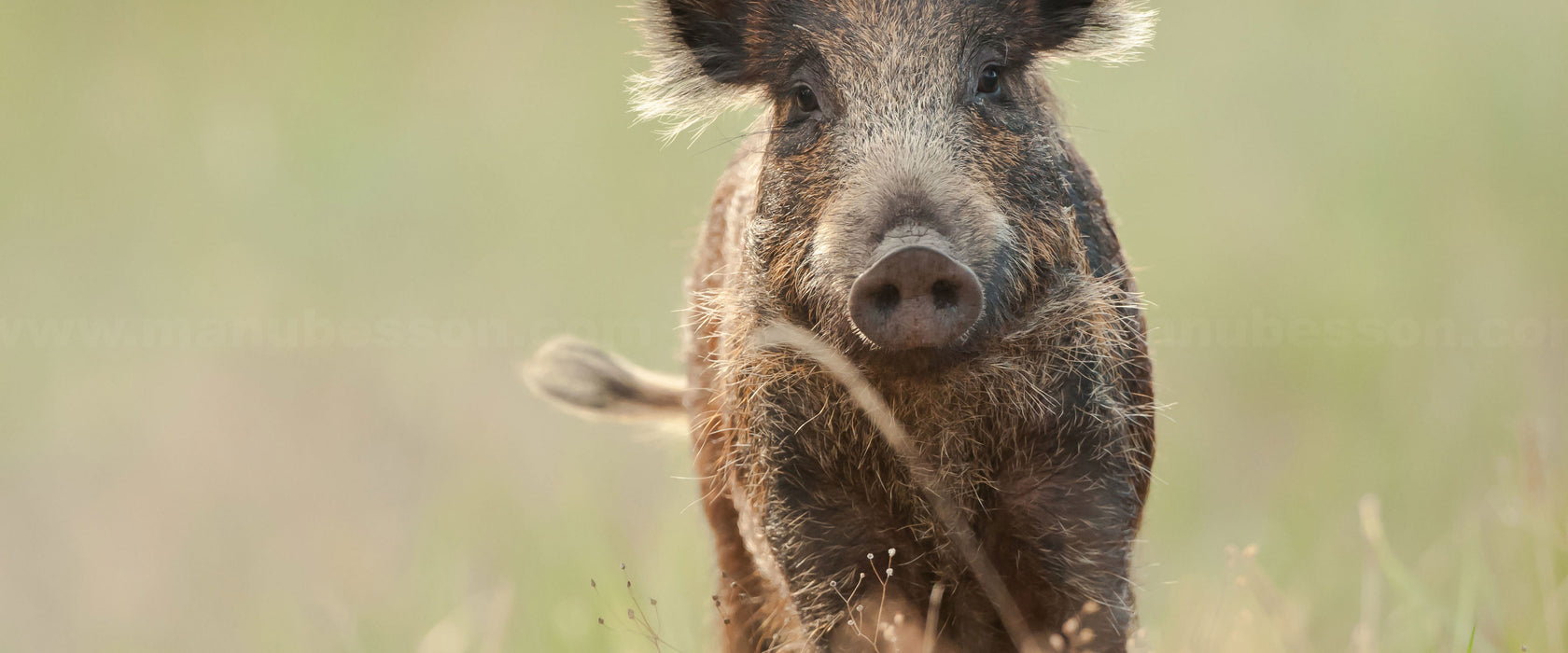 Neugieriges Wildschwein auf einem Feld, Glasbild Panorama