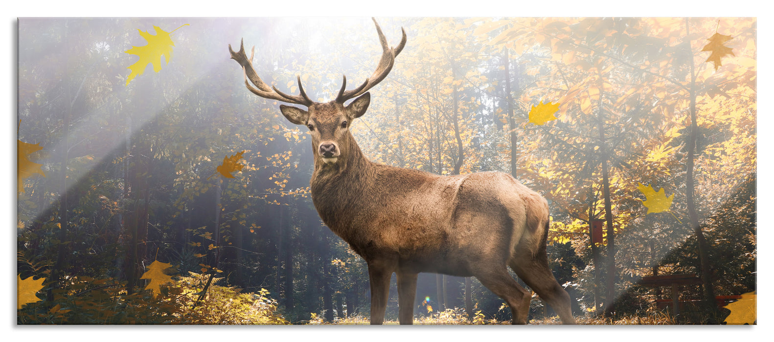 Pixxprint Hirsch im Wald mit fallenden Blättern, Glasbild Panorama