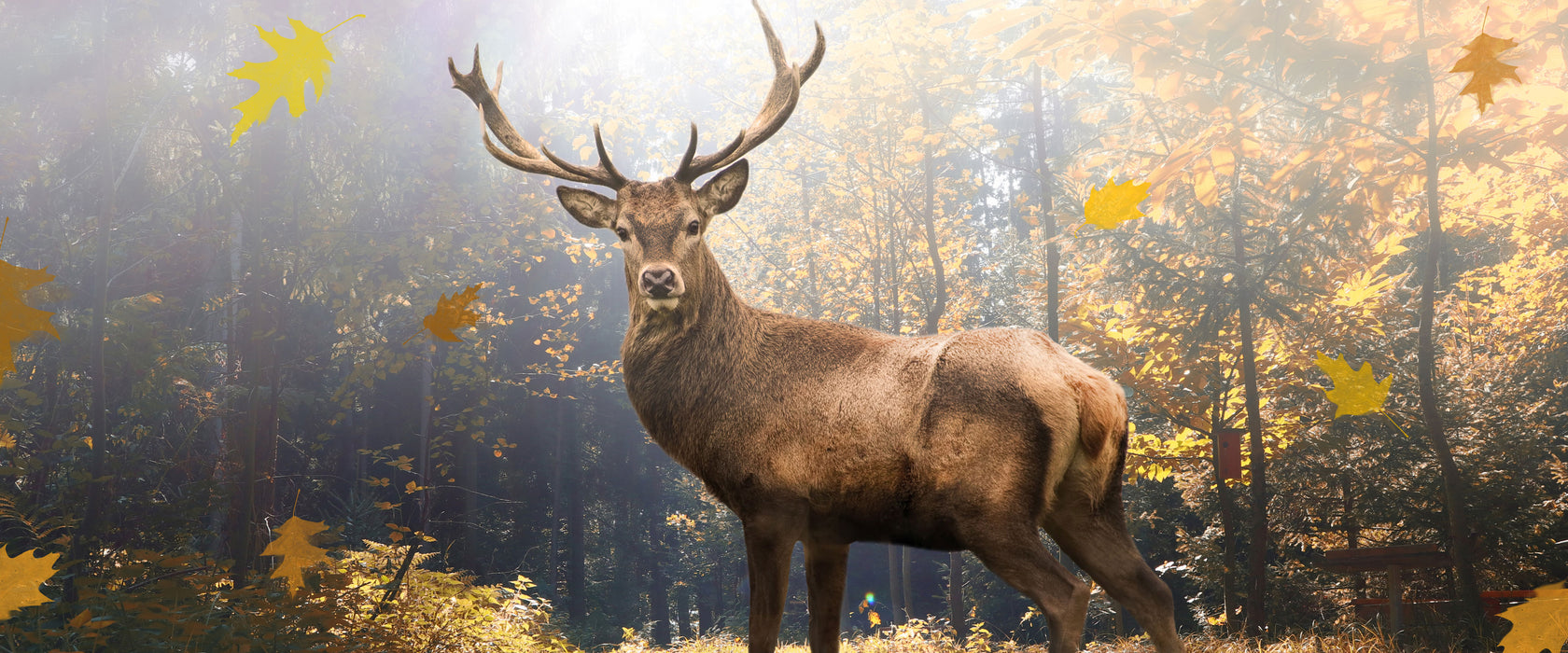 Hirsch im Wald mit fallenden Blättern, Glasbild Panorama