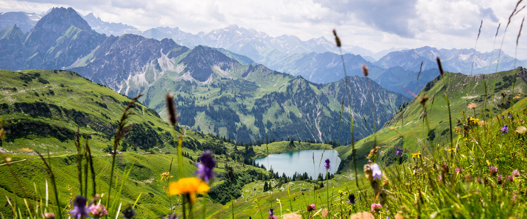 Wiesenblumen in den Bergen, Glasbild Panorama