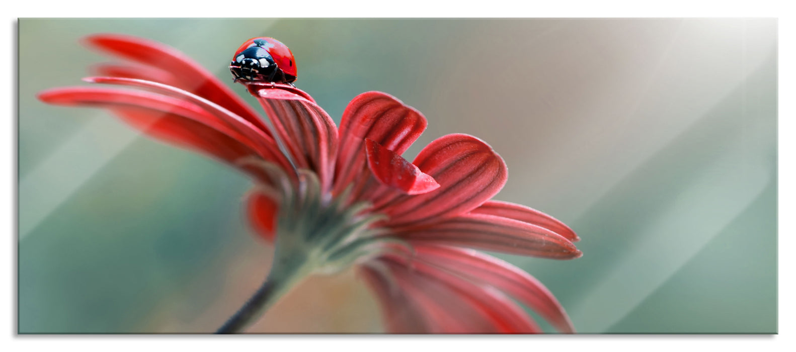 Pixxprint Merienkäfer auf roter Blüte Nahaufnahme, Glasbild Panorama