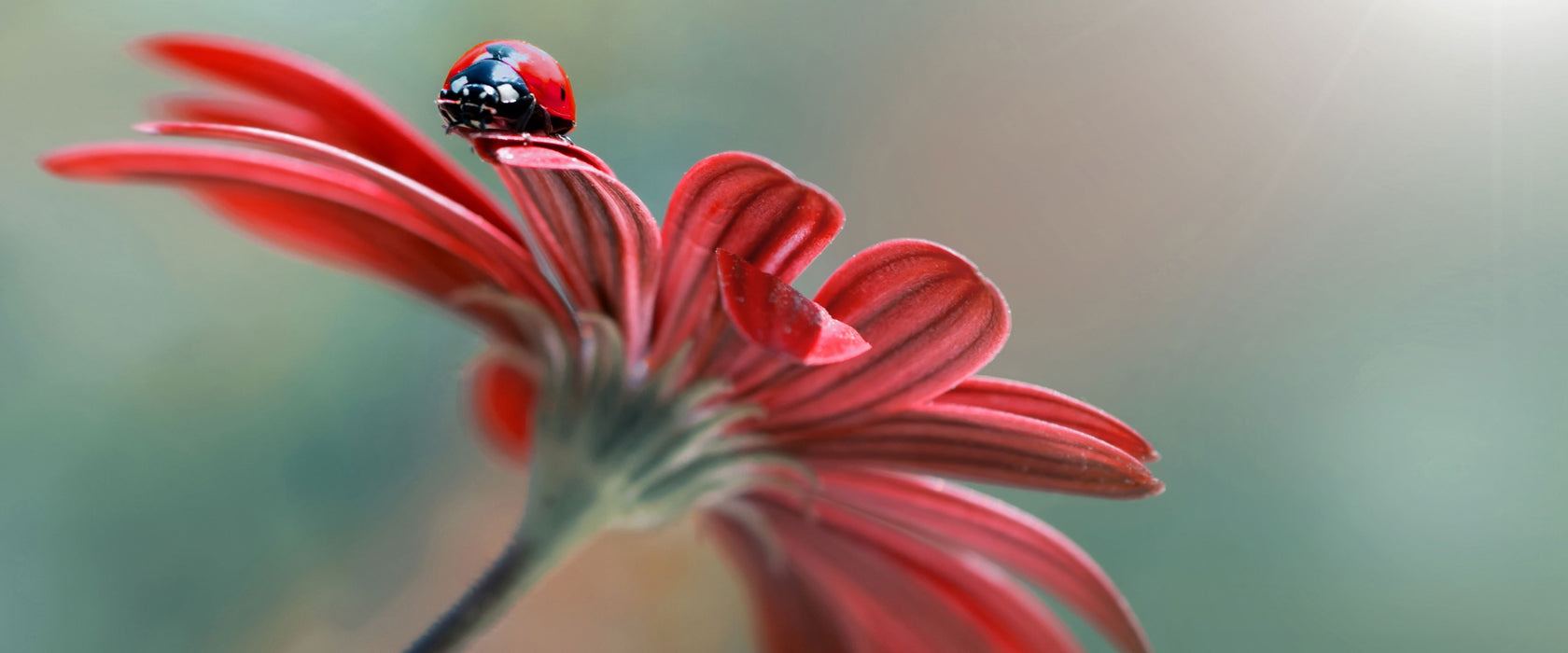 Merienkäfer auf roter Blüte Nahaufnahme, Glasbild Panorama