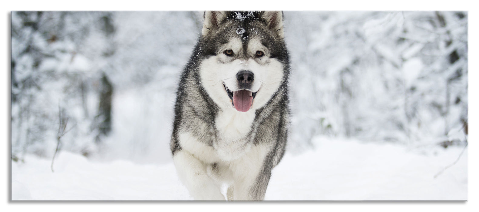 Pixxprint Sibirischer Husky im Winterwald, Glasbild Panorama