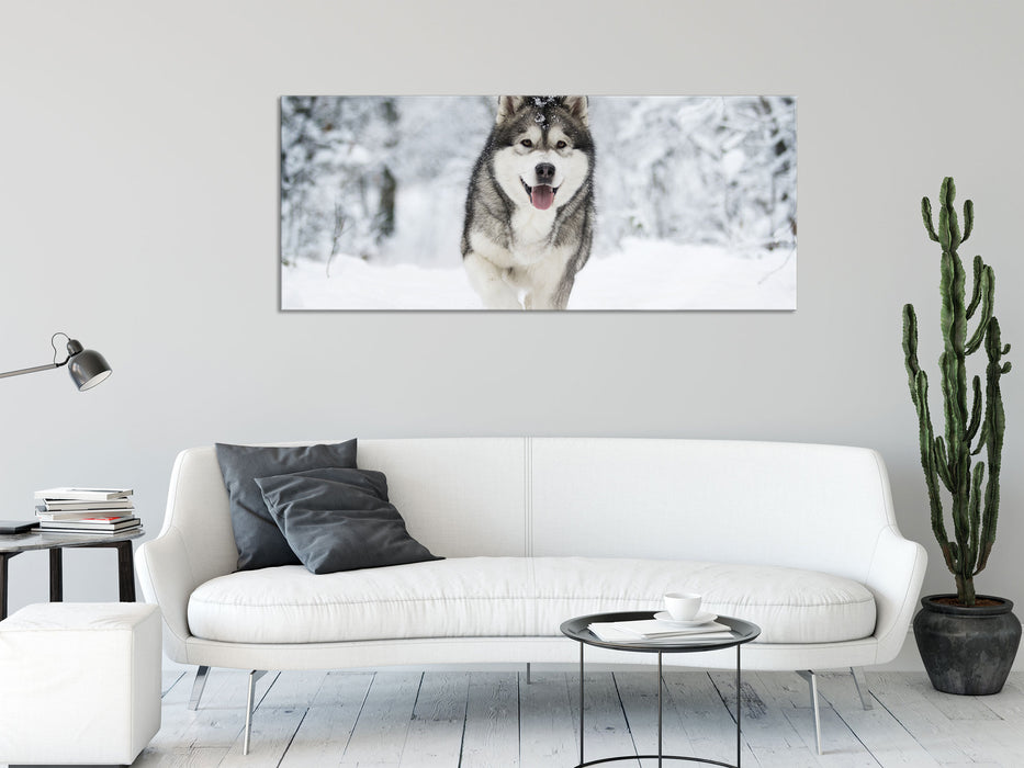 Sibirischer Husky im Winterwald, Glasbild Panorama