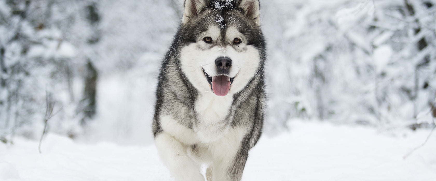 Sibirischer Husky im Winterwald, Glasbild Panorama