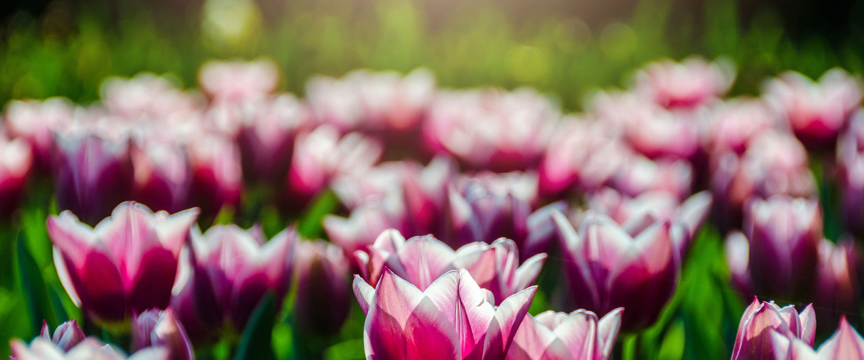 Nahaufnahme zweifarbige Tulpen, Glasbild Panorama