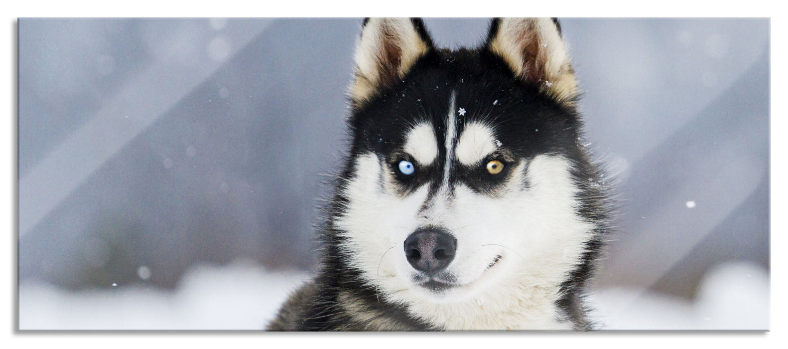 Pixxprint Husky mit unterschiedlichen Augenfarben, Glasbild Panorama