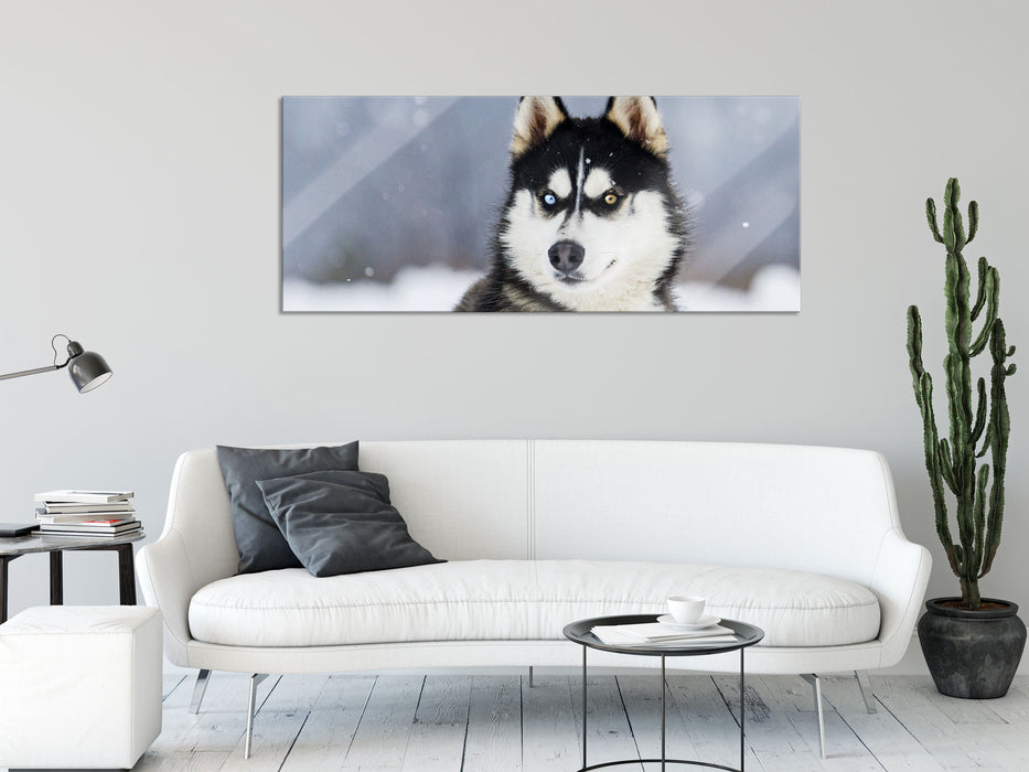 Husky mit unterschiedlichen Augenfarben, Glasbild Panorama