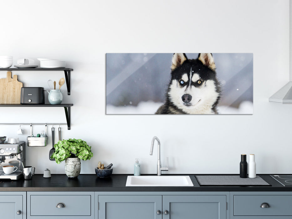 Husky mit unterschiedlichen Augenfarben, Glasbild Panorama