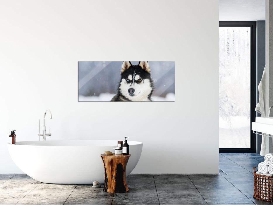 Husky mit unterschiedlichen Augenfarben, Glasbild Panorama