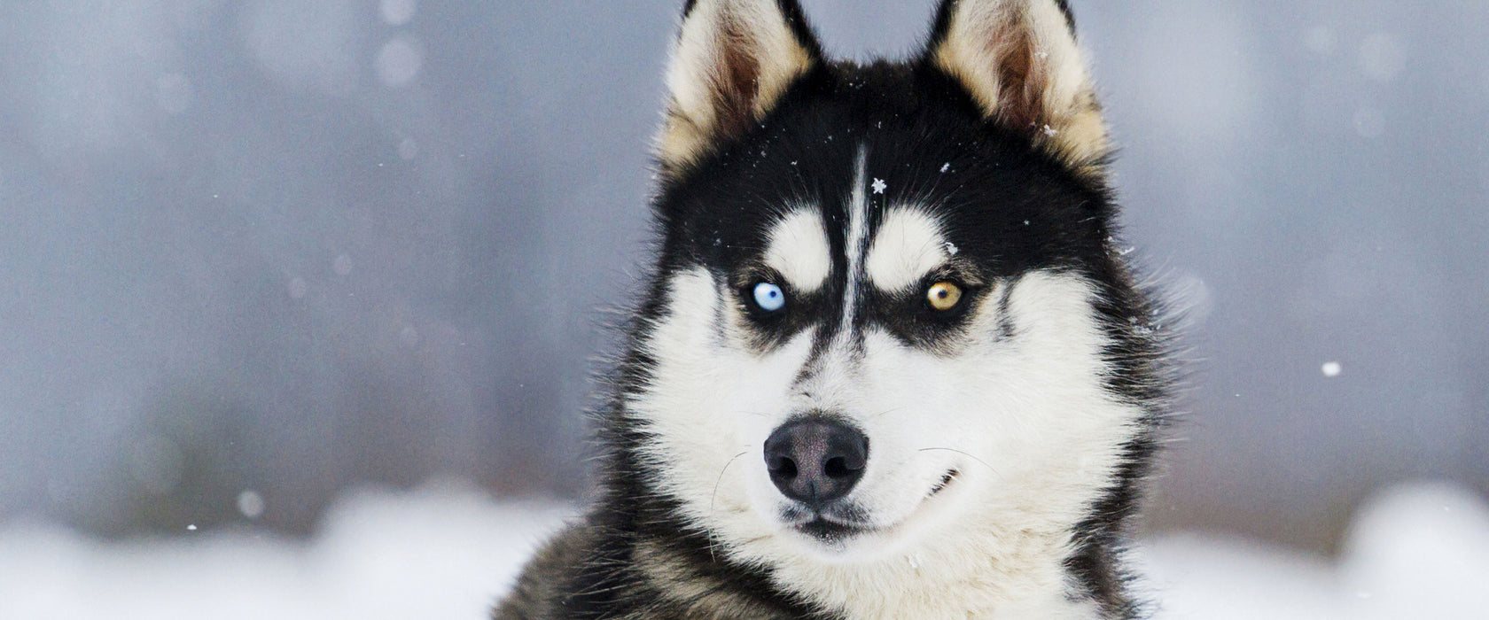 Husky mit unterschiedlichen Augenfarben, Glasbild Panorama