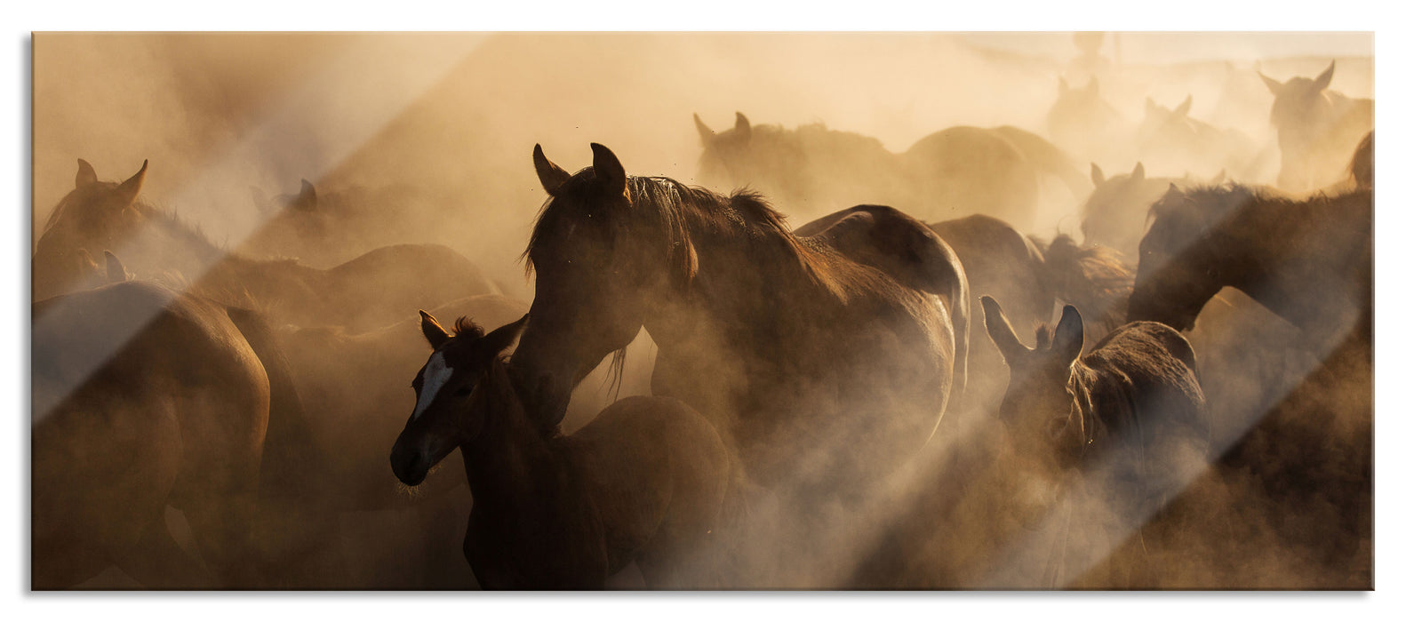 Pixxprint Pferdeherde im Staub bei Sonnenuntergang, Glasbild Panorama