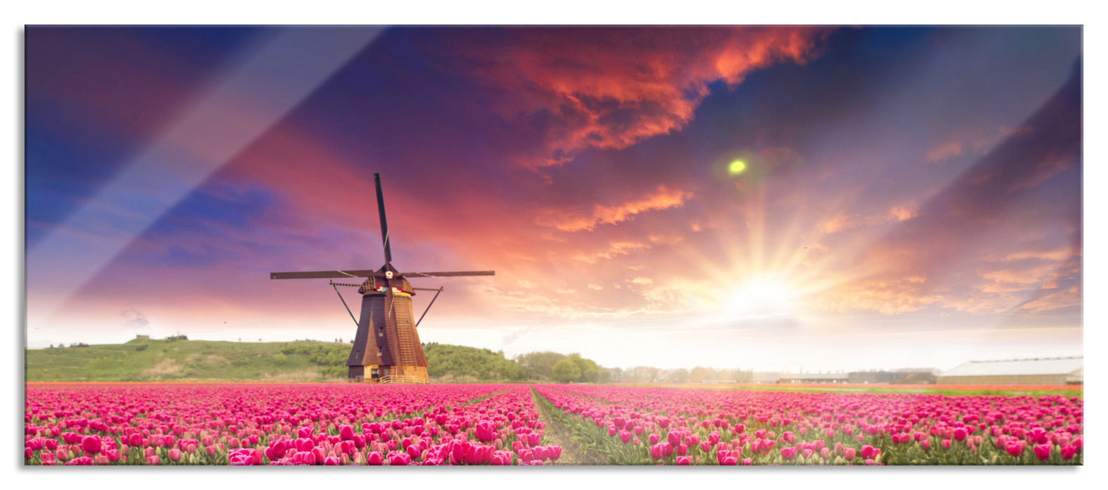 Pixxprint Tulpenfeld mit Mühle bei Sonnenuntergang, Glasbild Panorama