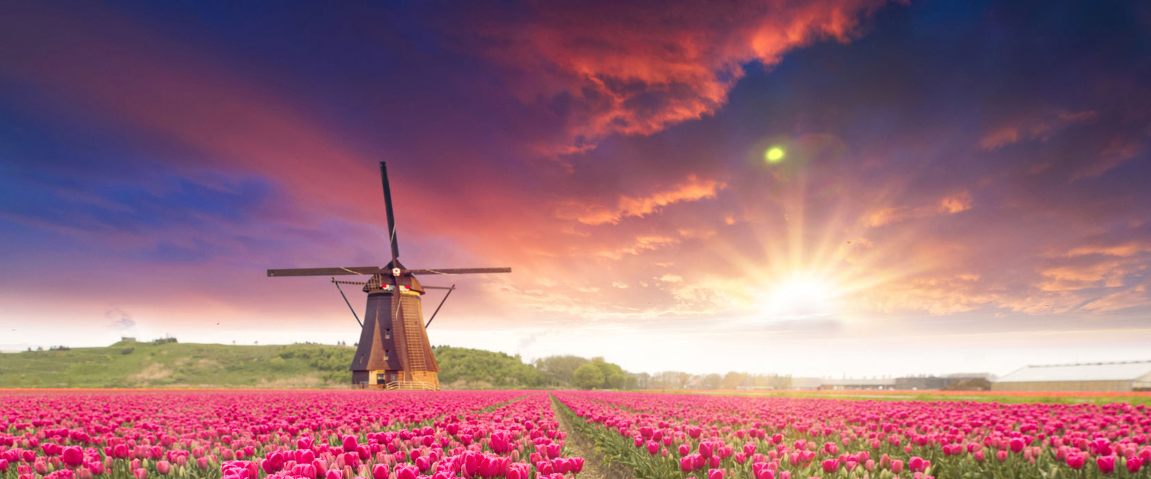 Tulpenfeld mit Mühle bei Sonnenuntergang, Glasbild Panorama