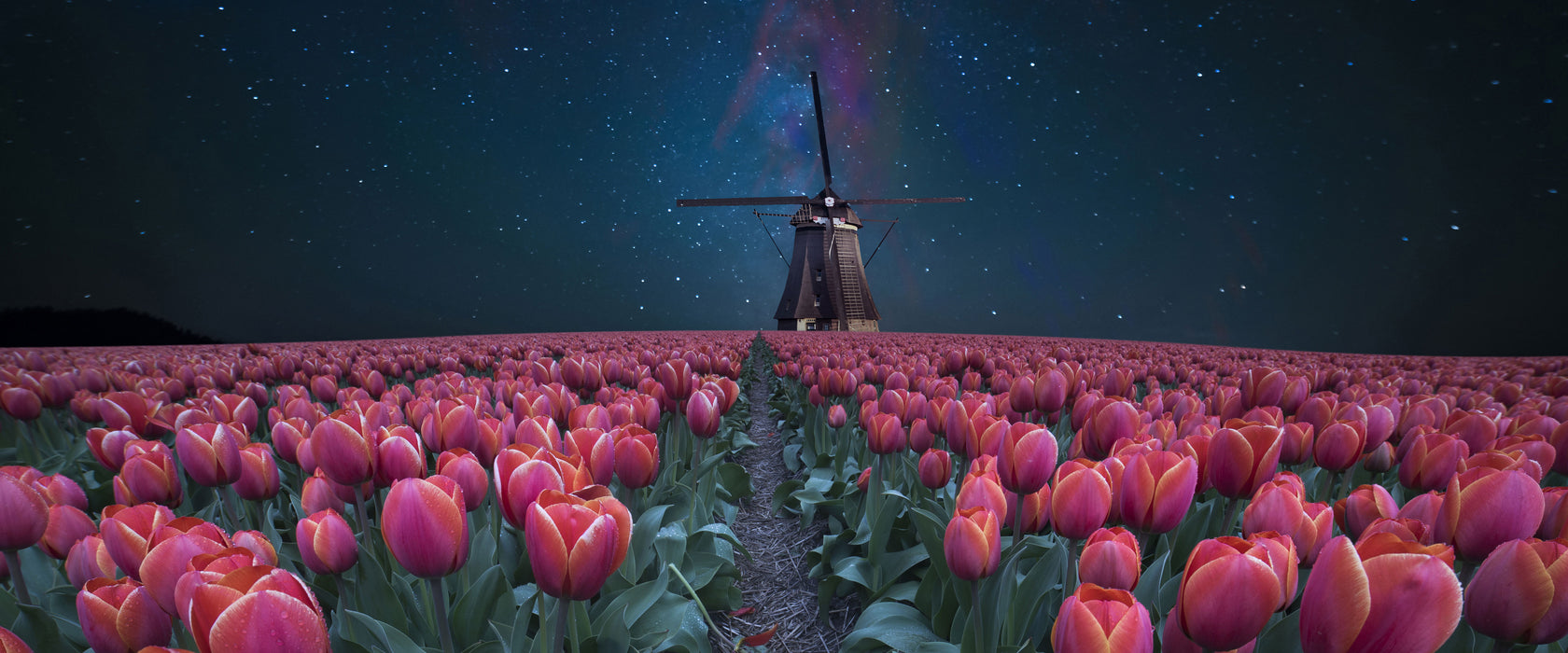 Tulpenfeld mit Windmühle bei Nacht, Glasbild Panorama