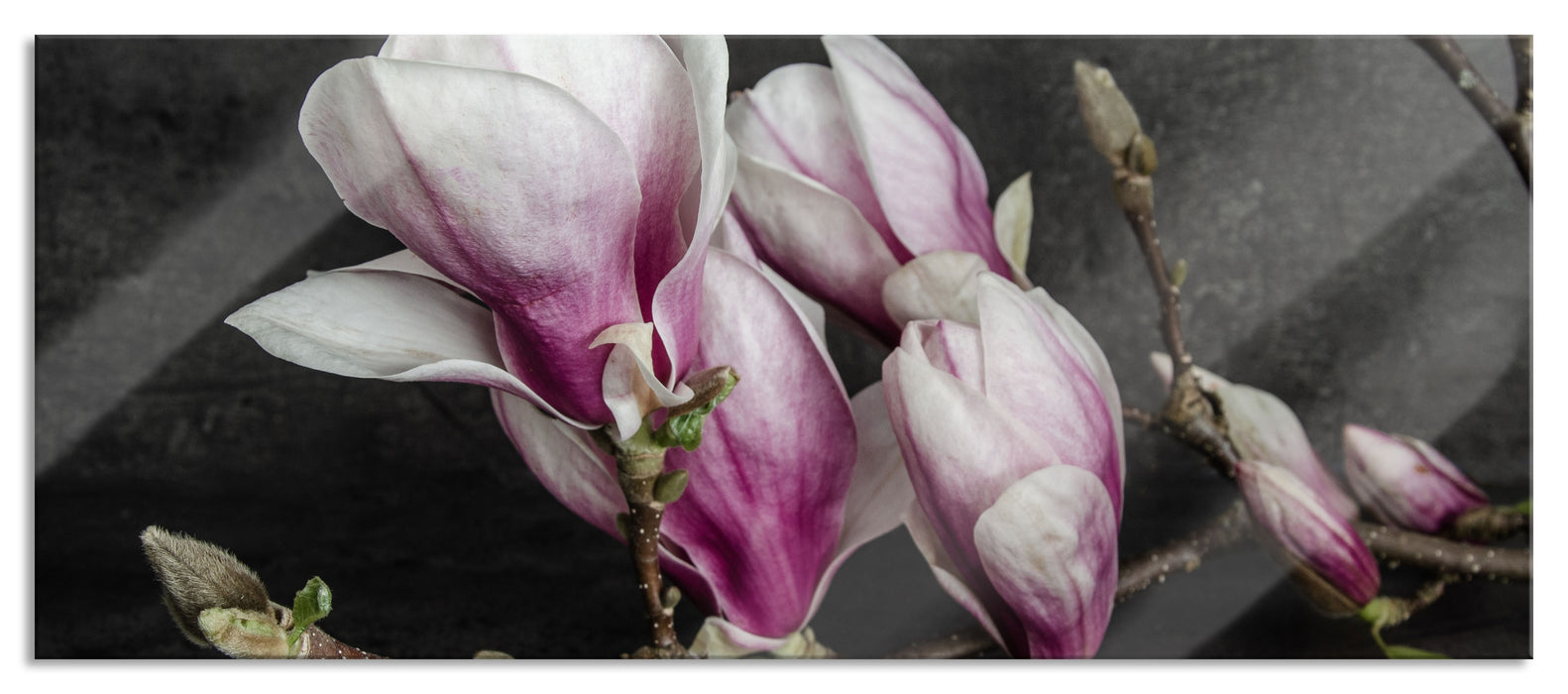 Pixxprint Aufblühende Magnolie isoliert, Glasbild Panorama